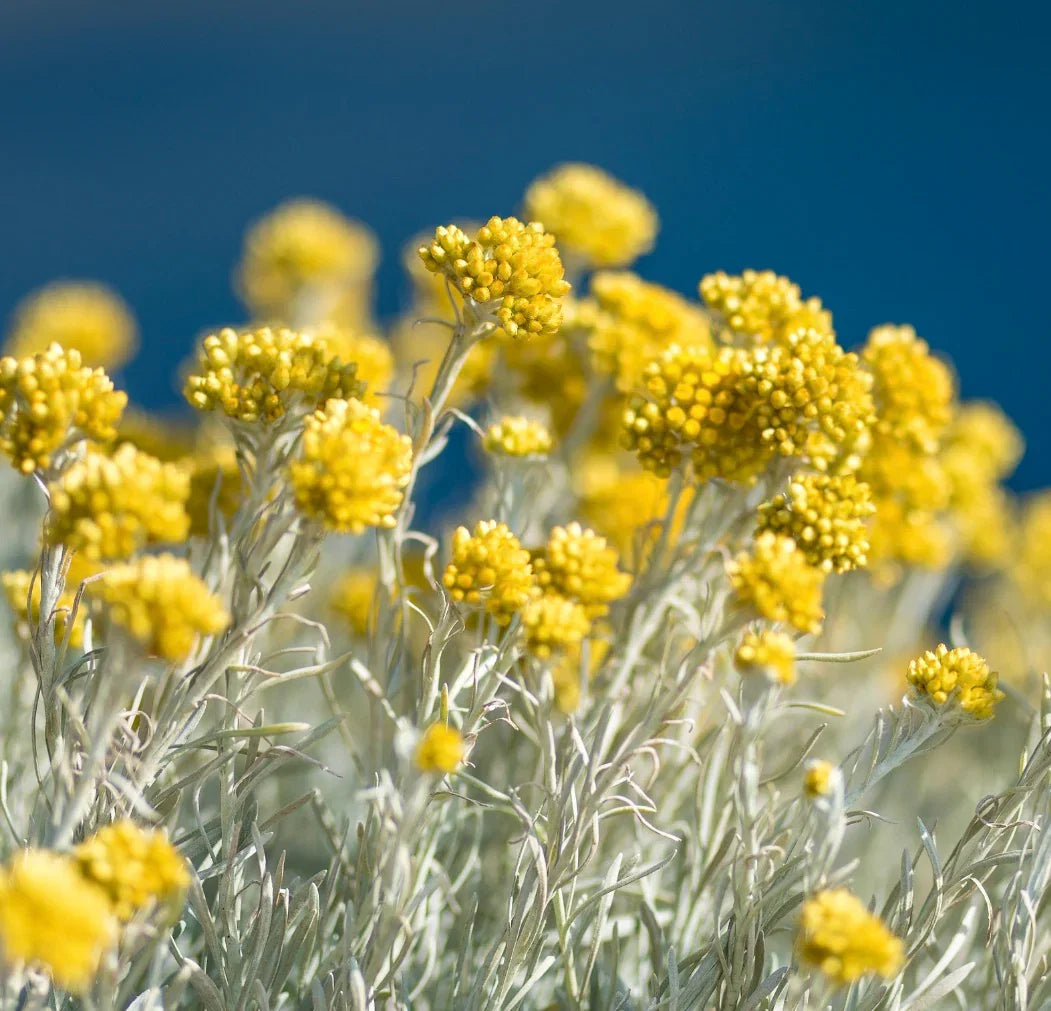 Helichrysum Flower seeds for Planting Perfect for Borders Heirloom & GMO Free Seeds for Home Garden