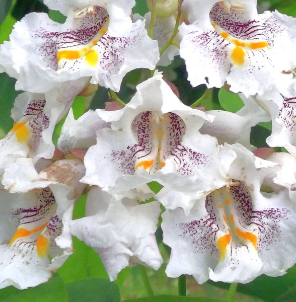 Heirloom Catalpa Flower seeds for Planting Pollinator Friendly Heirloom & GMO Free Seeds for Home Garden