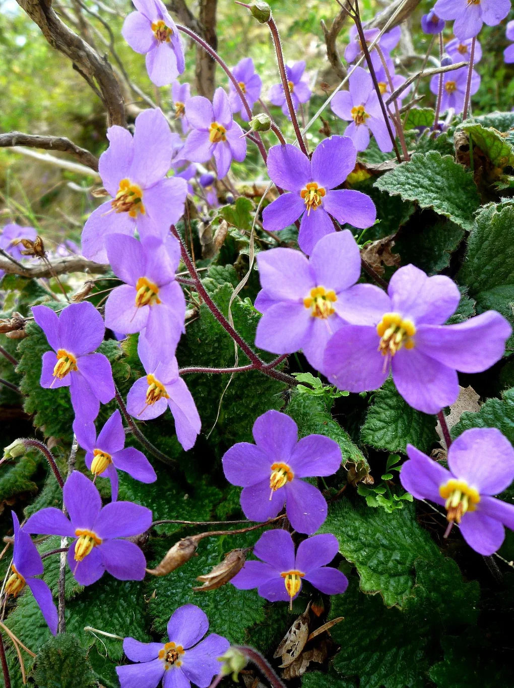 Ramonda Myconi Flower seeds for Planting Low Maintenance, Heirloom & GMO Free Seeds for Home Garden vegetable and garden seeds