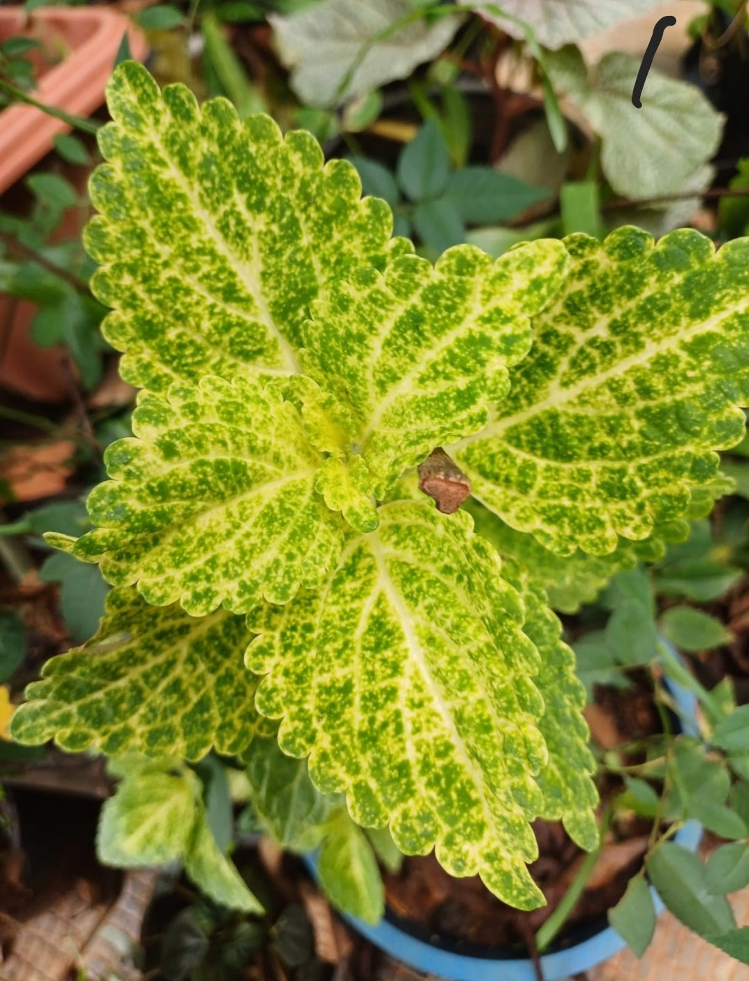 Green And Yellow Coleus Seeds For Planting Plant Seeds