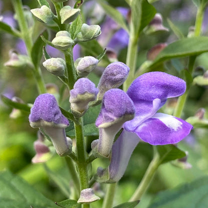 Heirloom Scutellaria Flower seeds for Planting Drought Tolerant Heirloom & GMO Free Seeds for Home Garden