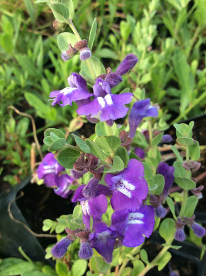 Heirloom Scutellaria Flower seeds for Planting Drought Tolerant Heirloom & GMO Free Seeds for Home Garden