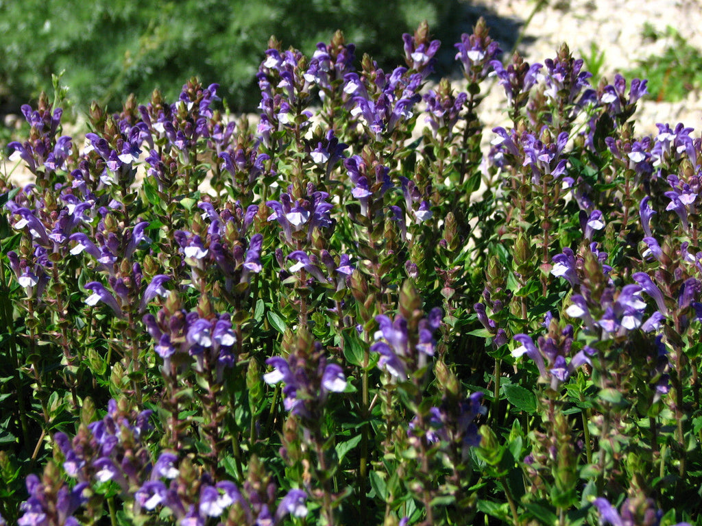 High quality Blue Scutellaria Baicalensis Flower seeds for Planting Low Maintenance, Heirloom & GMO Free Seeds for Home Garden seeds pack