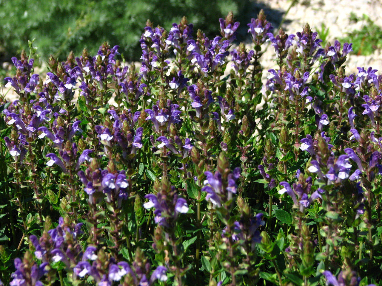 High quality Blue Scutellaria Baicalensis Flower seeds for Planting Low Maintenance, Heirloom & GMO Free Seeds for Home Garden seeds pack