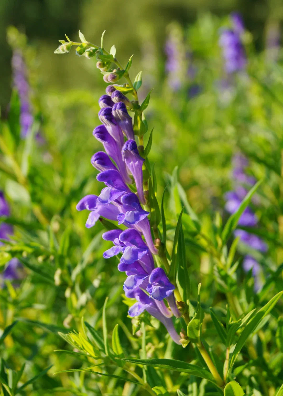 Green Scutellaria Baicalensis Flower seeds for Planting - Wildflower Mix, Heirloom & GMO Free Seeds for Home Garden