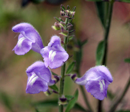 Heirloom Scutellaria Flower seeds for Planting Drought Tolerant Heirloom & GMO Free Seeds for Home Garden