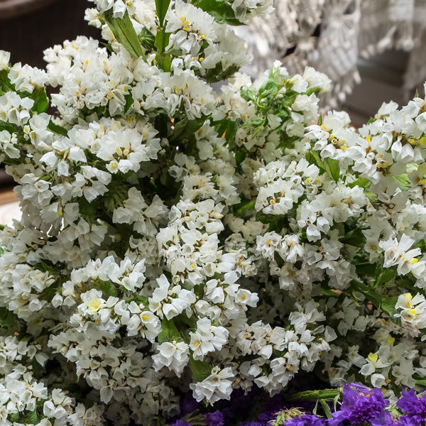 Sea Lavender Flower seeds for Planting Long Bloom Season, Heirloom & GMO Free Seeds for Home Garden vegetable and garden seeds