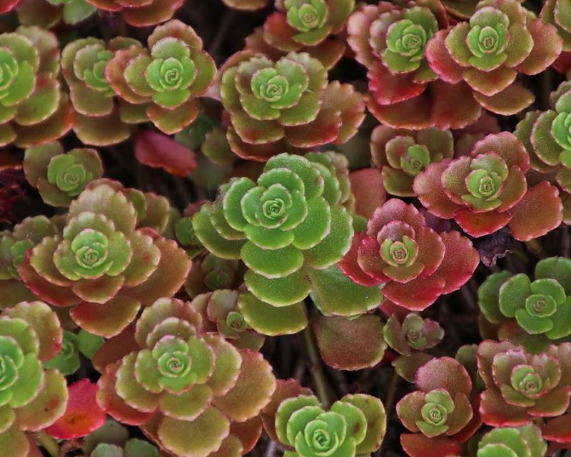 Sedum Carpet Flower seeds for Planting Easy to Grow Heirloom & GMO Free Seeds for Home Garden