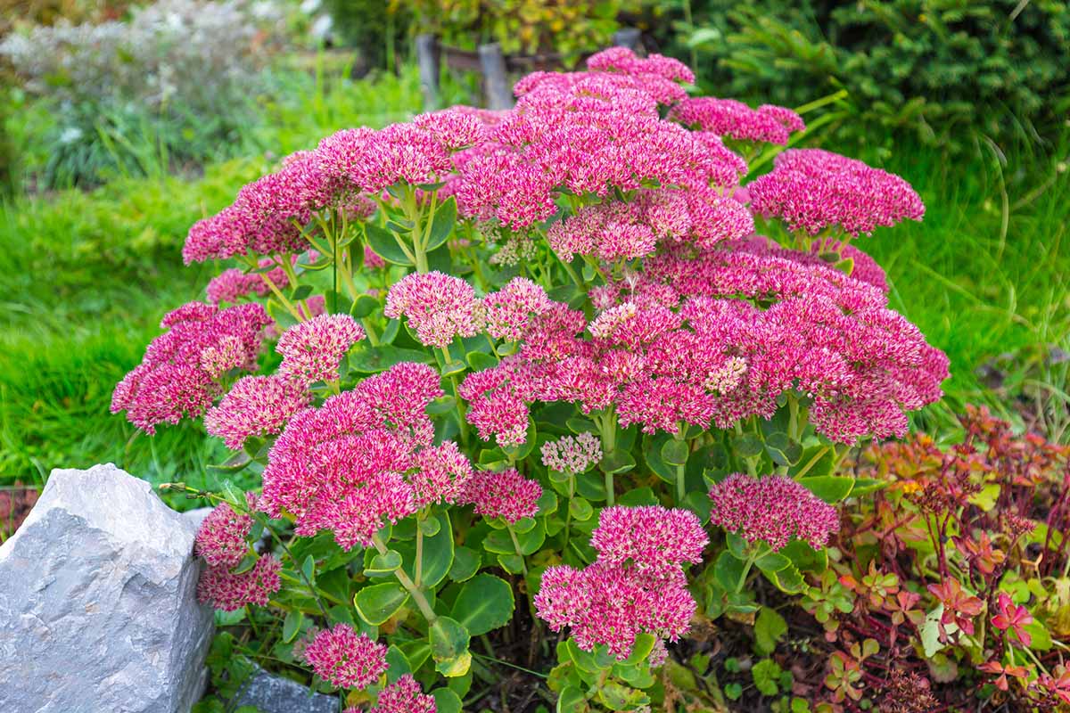 Premium Pink Sedum Flower seeds for Planting Drought Tolerant, Heirloom & GMO Free Seeds for Home Garden seeds
