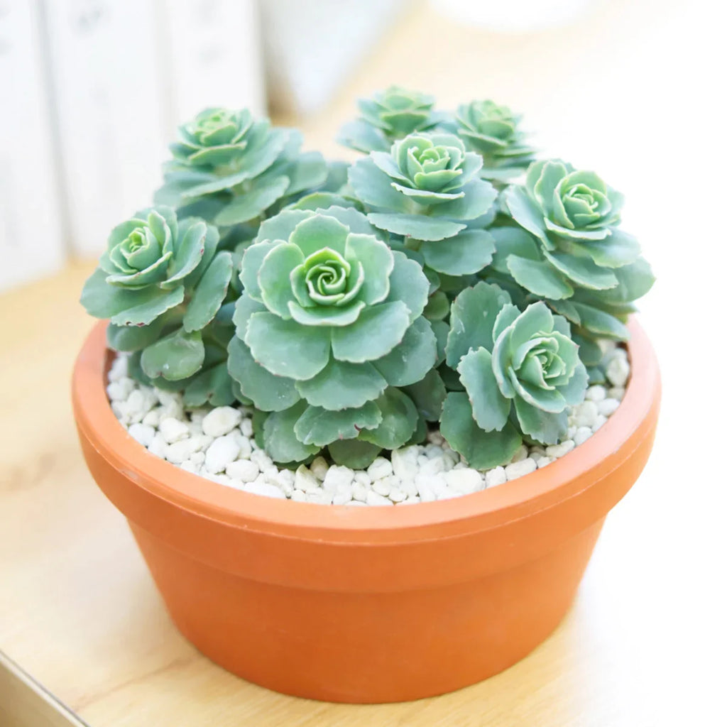 Premium Green Cliff Stonecrop Flower seeds for Planting Easy to Grow, Heirloom & GMO Free Seeds for Home Garden seeds