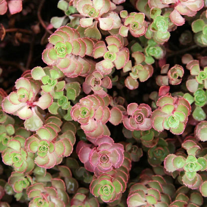Sedum Carpet Flower seeds for Planting Easy to Grow Heirloom & GMO Free Seeds for Home Garden