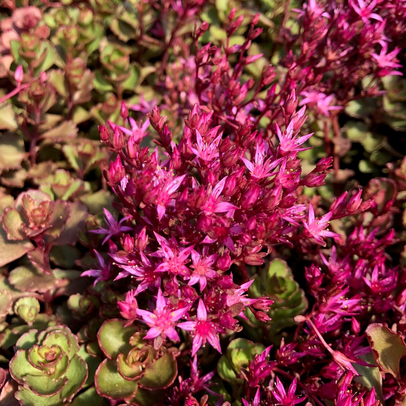 Pink Sedum Voodoo Flower seeds for Planting Colorful Display, Heirloom & GMO Free Seeds for Home Garden vegetable and garden seeds