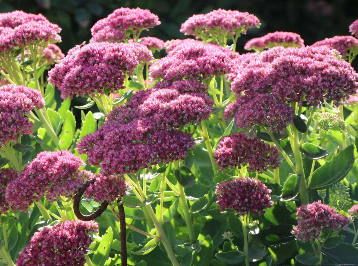 Spectabile Flower seeds for Planting Low Maintenance, Heirloom & GMO Free Seeds for Home Garden vegetable and garden seeds