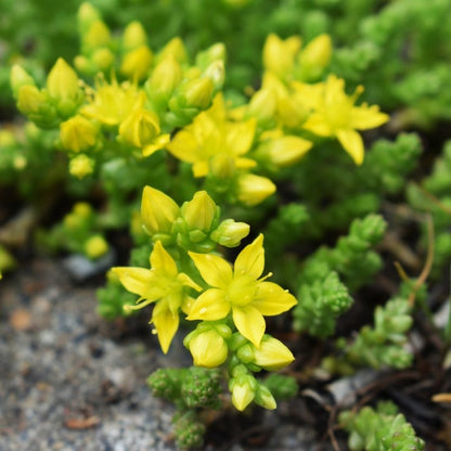 Sedum Flower seeds for Planting Long Bloom Season Heirloom & GMO Free Seeds for Home Garden 
 
 Sale for planting in home garden