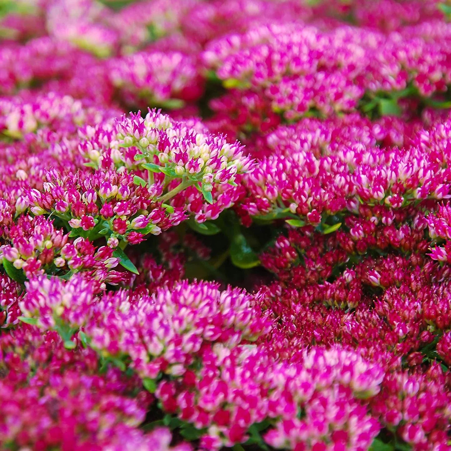 Pink Sedum Telephium Flower seeds for Planting - Wildflower Mix, Heirloom & GMO Free Seeds for Home Garden