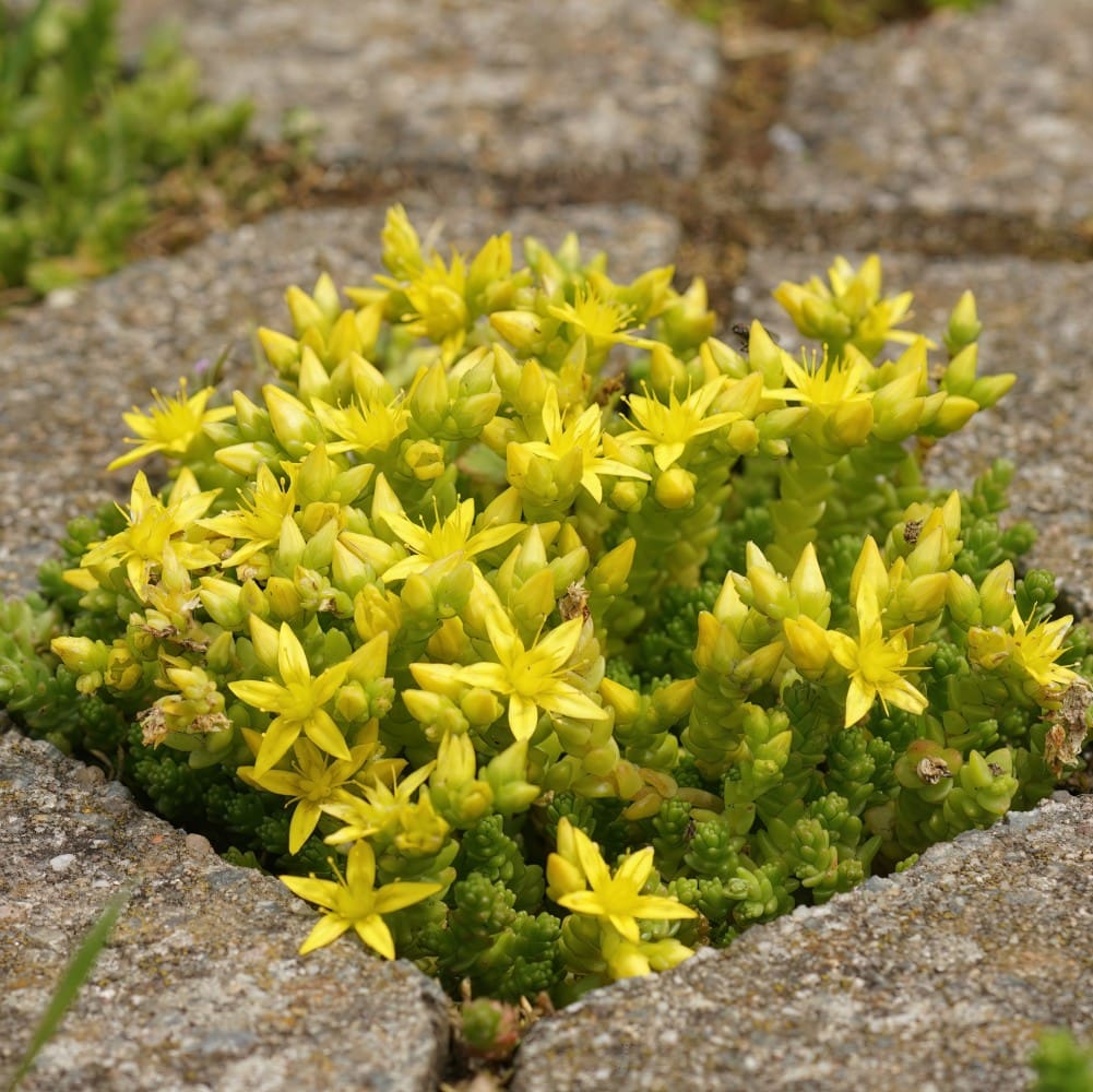 Yellow Sedum Flower seeds for Planting Fragrant Blossoms, Heirloom & GMO Free Seeds for Home Garden seeds for planting