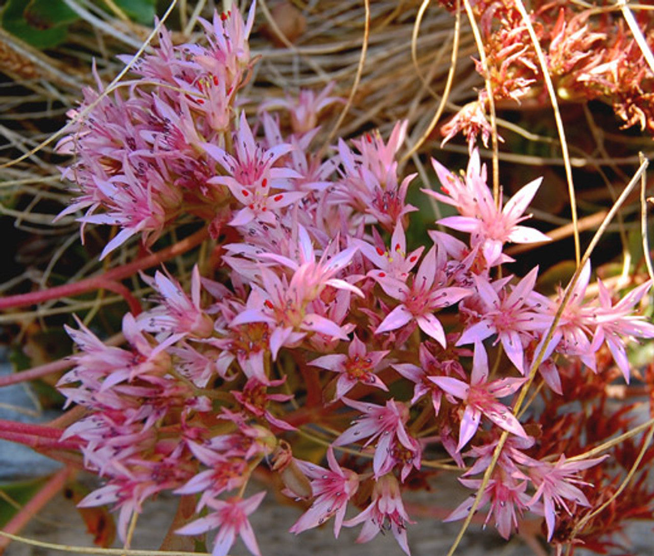 Carpet Sedum Flower seeds for Planting Cut Flower Favorite Heirloom & GMO Free Seeds for Home Garden