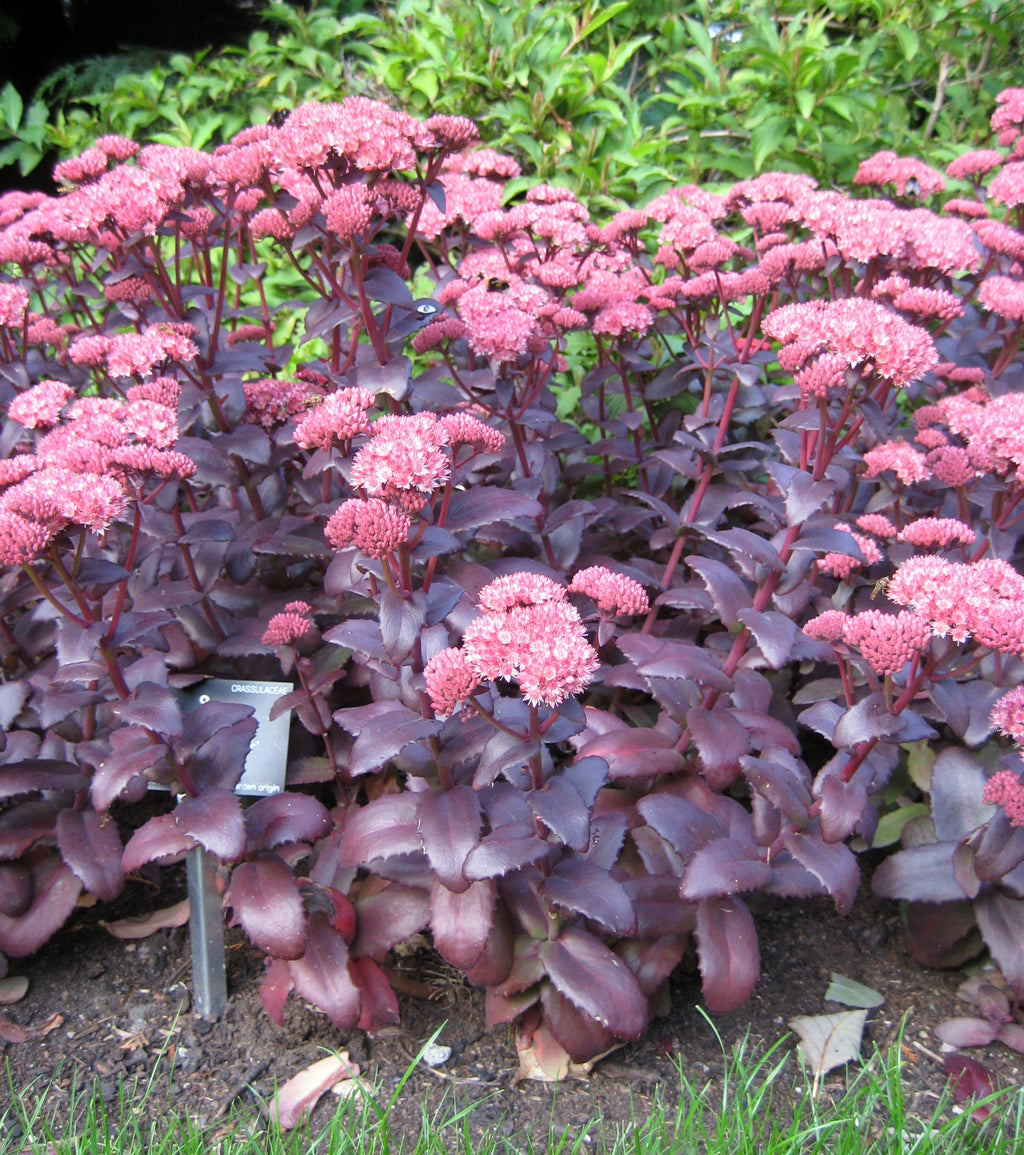 High quality Pink Telephium Flower seeds for Planting Garden Favorite, Heirloom & GMO Free Seeds for Home Garden seeds pack