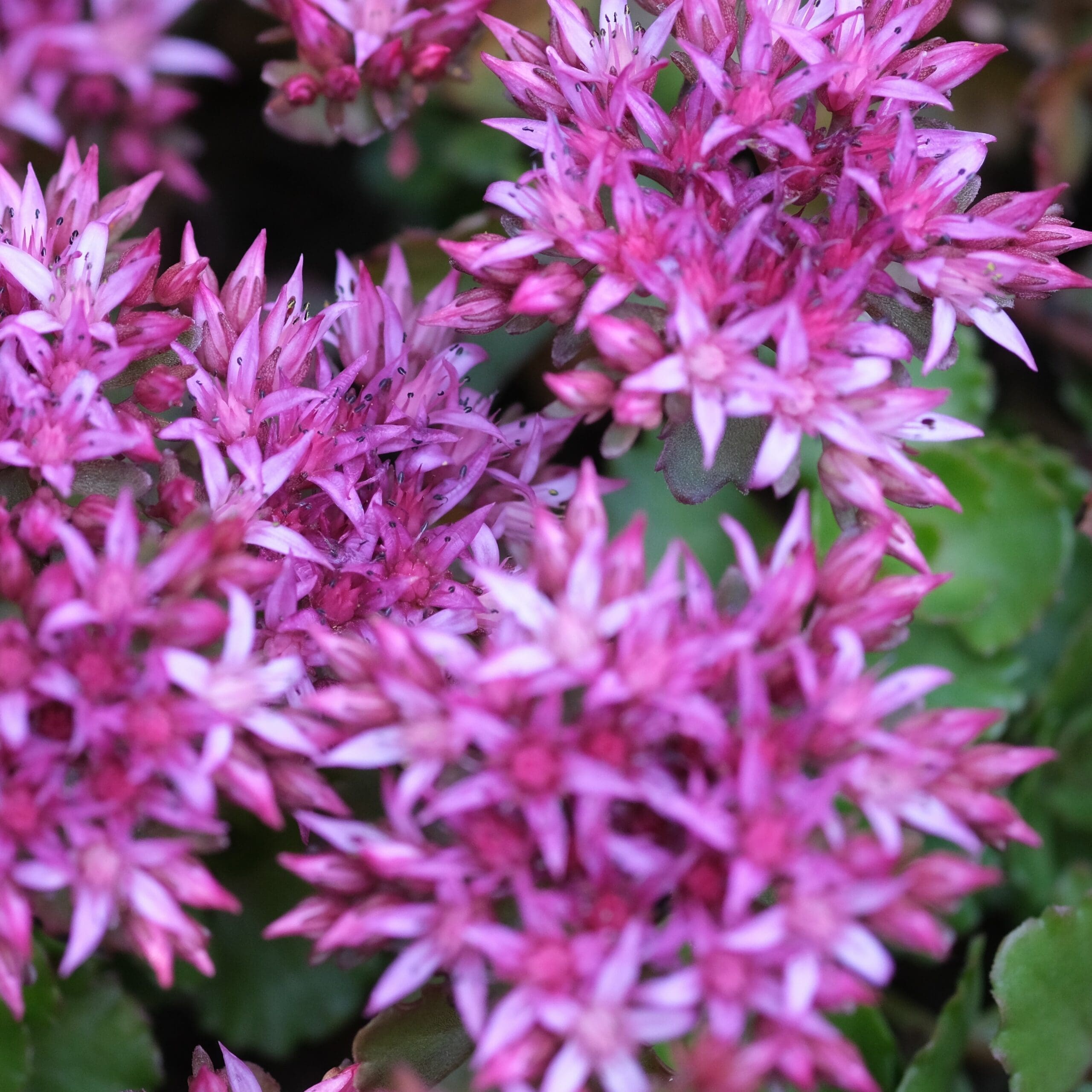 Pink Sedum Spurium Flower seeds for Planting Colorful Display, Heirloom & GMO Free Seeds for Home Garden vegetable and garden seeds