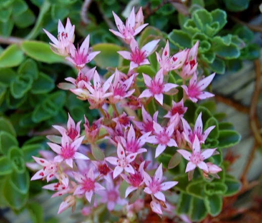 Pink Sedum Stolon Flower seeds for Planting Garden Favorite, Heirloom & GMO Free Seeds for Home Garden seeds for planting
