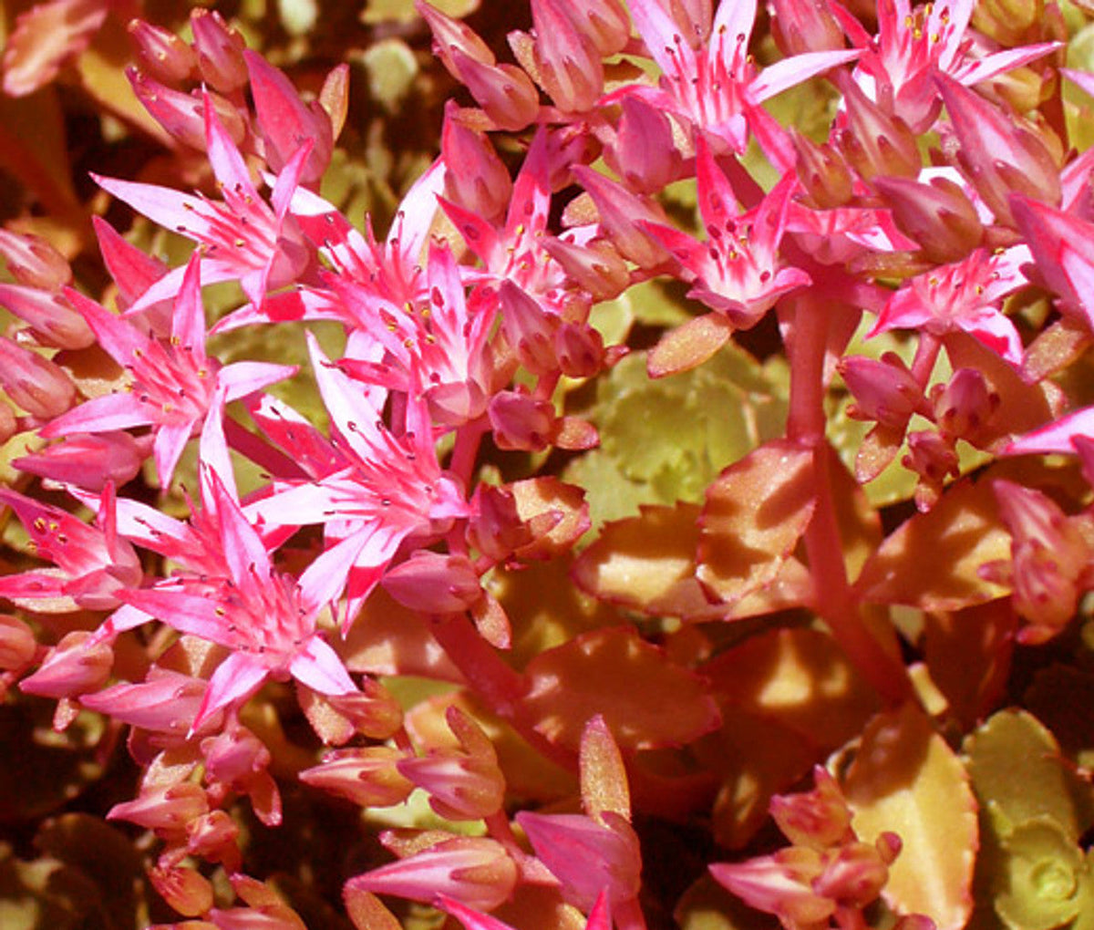 Pink Sedum Voodoo Flower seeds for Planting Colorful Display, Heirloom & GMO Free Seeds for Home Garden seeds for planting