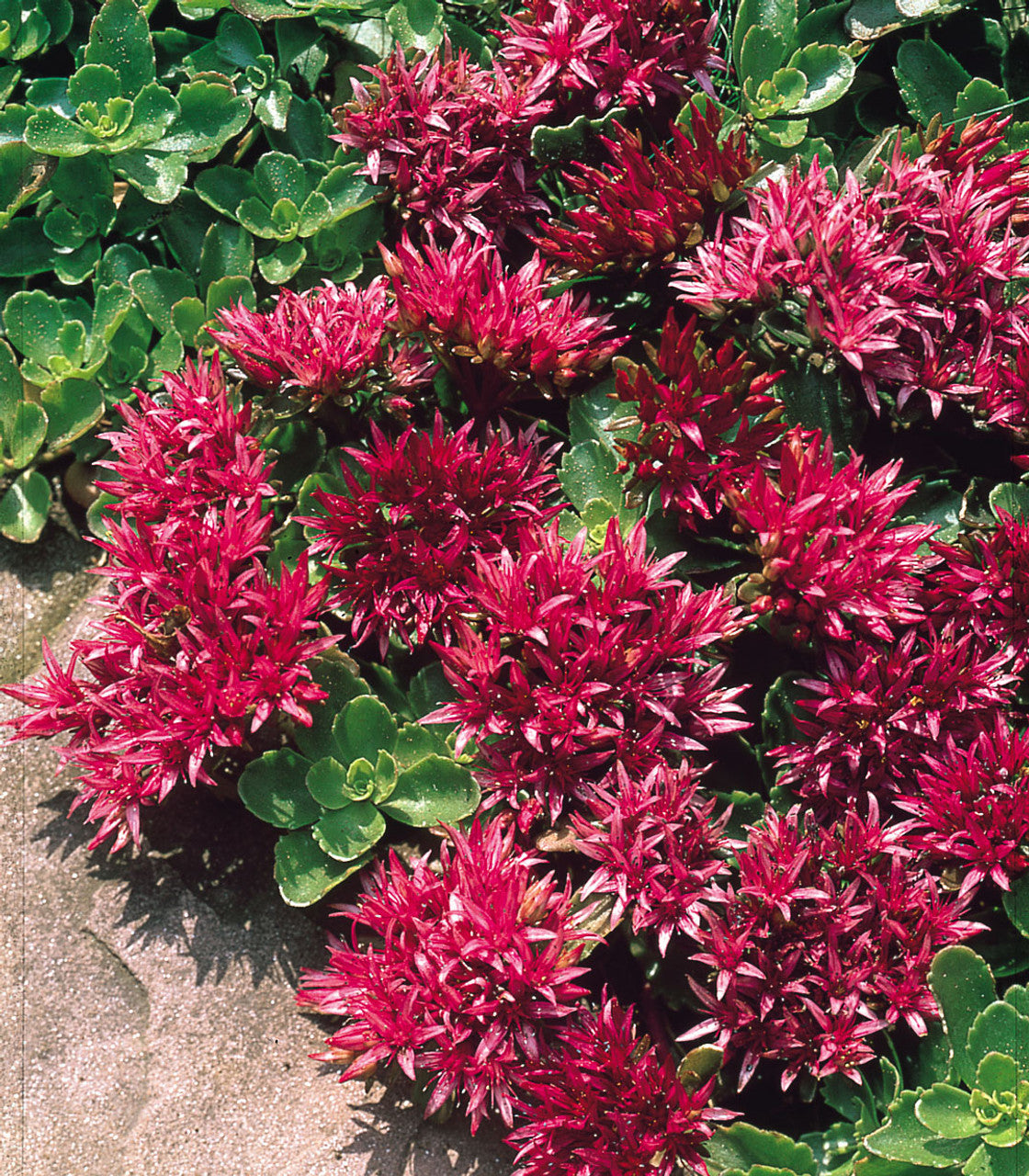 Premium Sedum Spurium Flower seeds for Planting Easy to Grow, Heirloom & GMO Free Seeds for Home Garden seeds