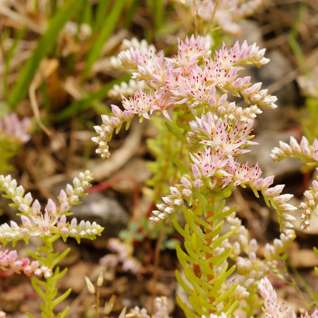 Pink White Sedum Pulchellum Flower seeds for Planting Sun Loving, Heirloom & GMO Free Seeds for Home Garden vegetable and garden seeds