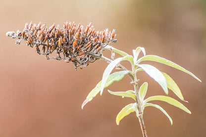 Brown Buddleja Flower seeds for Planting Seasonal Bloomer Heirloom & GMO Free Seeds for Home Garden