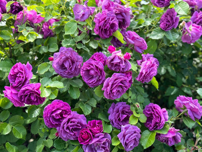Floribunda Flower seeds for Planting - Sun Loving, Heirloom & GMO Free Seeds for Home Garden