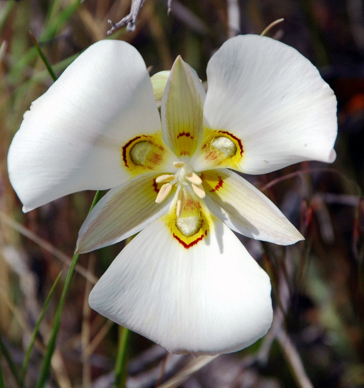 Calochortus Flower seeds for Planting - Bright Blooms, Heirloom & GMO Free Seeds for Home Garden