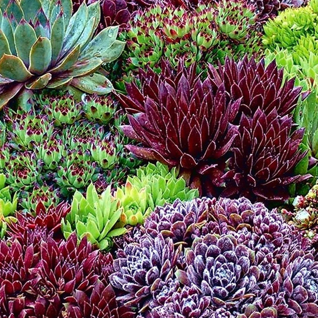 Premium Mixed Sempervivum Flower seeds for Planting Pollinator Friendly, Heirloom & GMO Free Seeds for Home Garden seeds