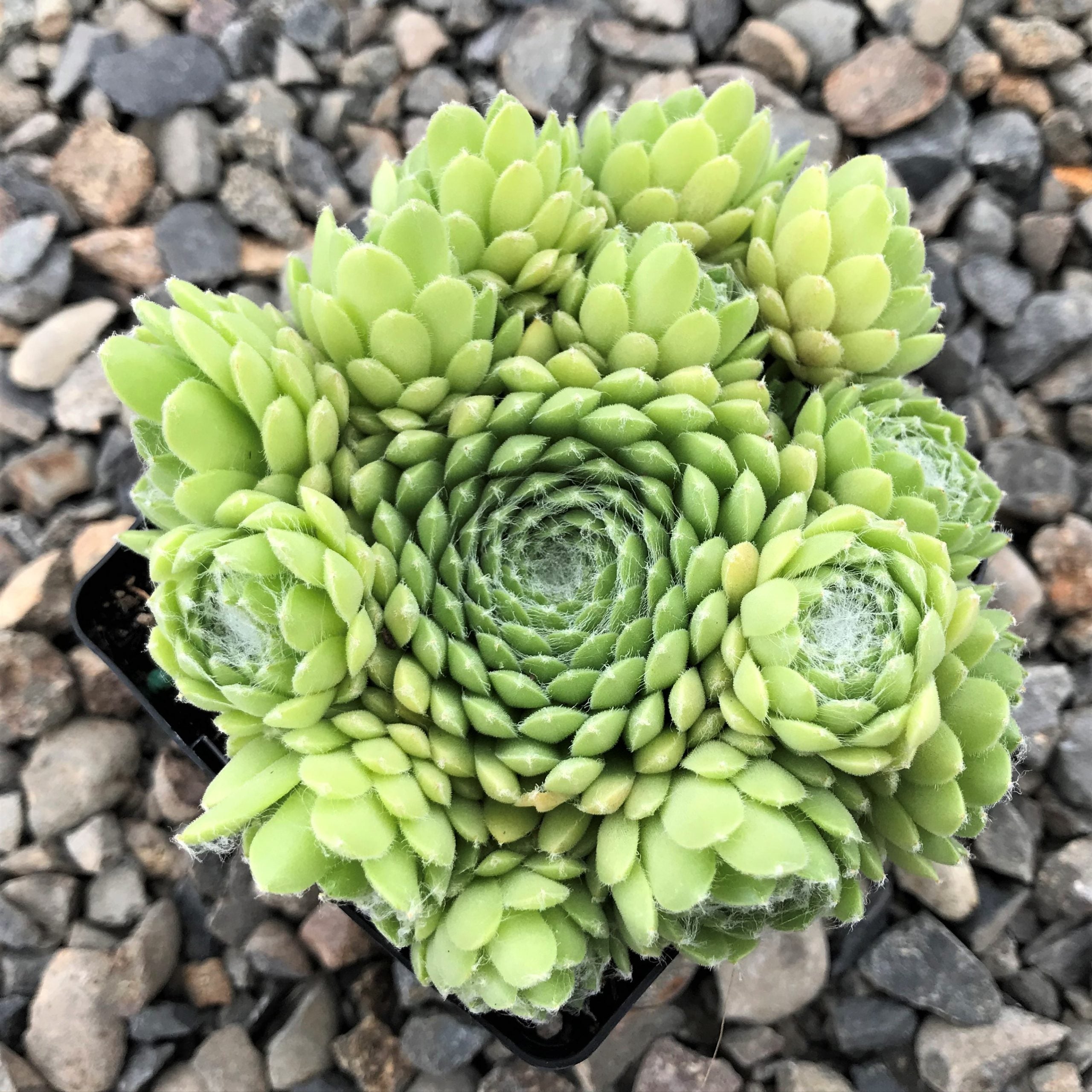 Premium Hens and Chicks Flower seeds for Planting Sun Loving, Heirloom & GMO Free Seeds for Home Garden seeds