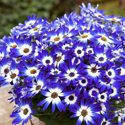 Heirloom Senetti Pericallis Flower seeds for Planting Shade Tolerant Heirloom & GMO Free Seeds for Home Garden