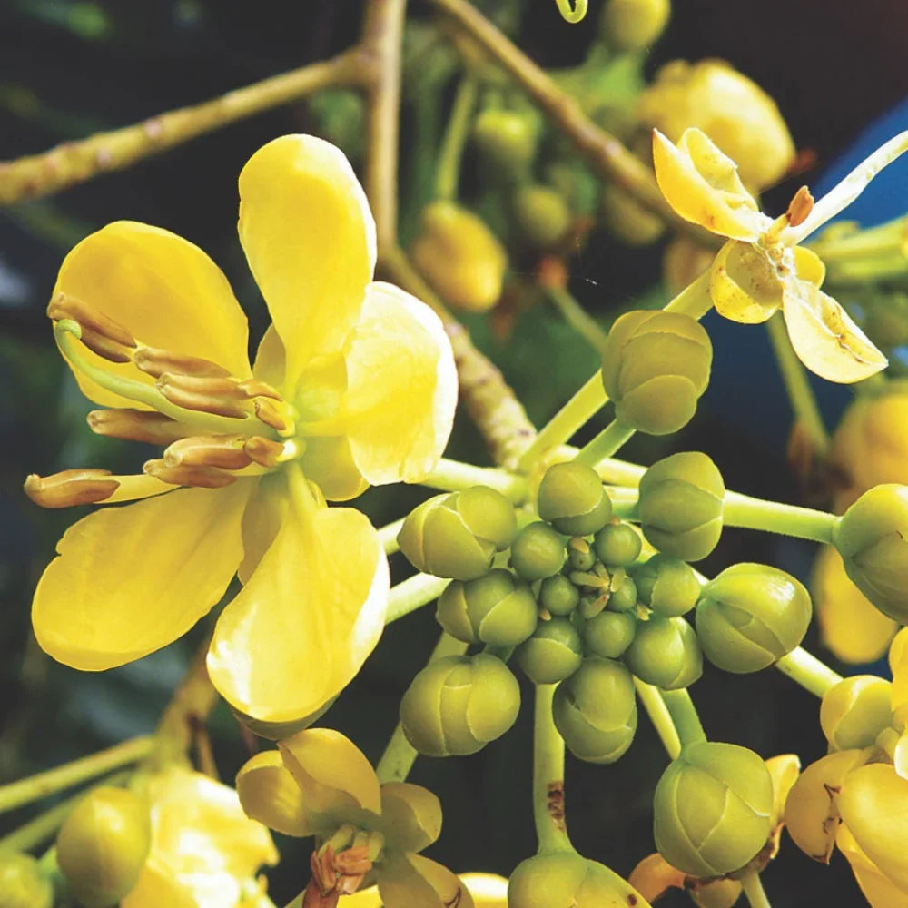 Heirloom Cassia Flower seeds for Planting Shade Tolerant Heirloom & GMO Free Seeds for Home Garden