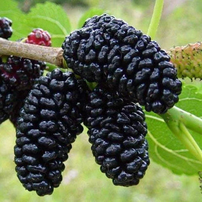 Mulberry Flower seeds for Planting Colorful Display Heirloom & GMO Free Seeds for Home Garden