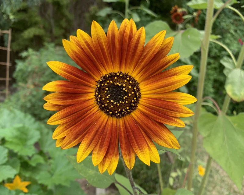 High quality Yellow Red SunFlower seeds for Planting Garden Favorite, Heirloom & GMO Free Seeds for Home Garden seeds pack