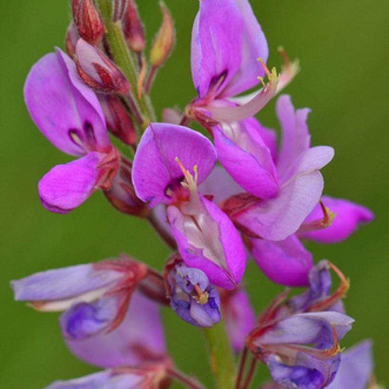 Showy Tick Trefoil Flower seeds for Planting, Fragrant Blossoms Heirloom & GMO Free Seeds for Home Garden
