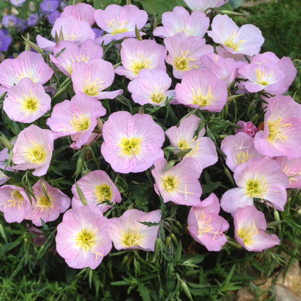 Purple Primrose Flower seeds for Planting Sun Loving, Heirloom & GMO Free Seeds for Home Garden vegetable and garden seeds