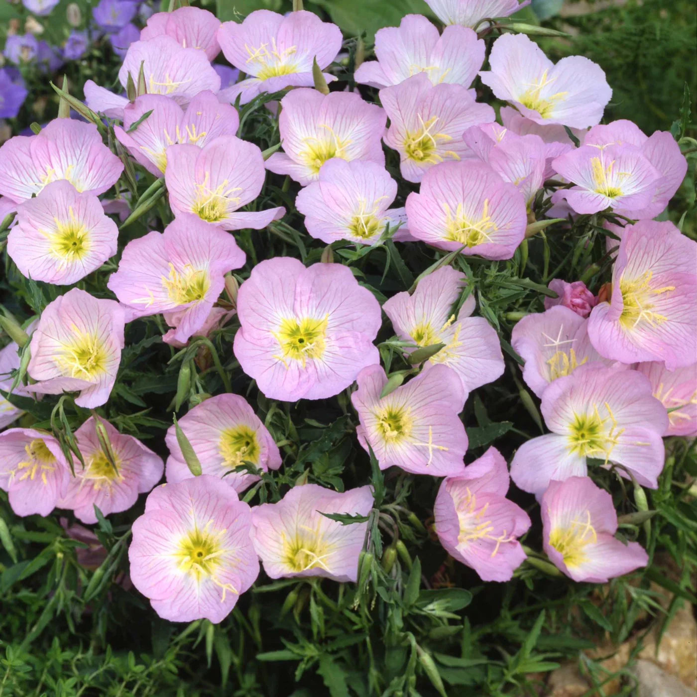 Purple Primrose Flower seeds for Planting Sun Loving, Heirloom & GMO Free Seeds for Home Garden vegetable and garden seeds