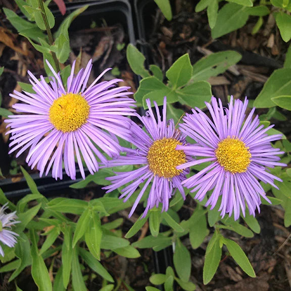 Violet Erigeron Flower seeds for Planting Sun Loving, Heirloom & GMO Free Seeds for Home Garden vegetable and garden seeds