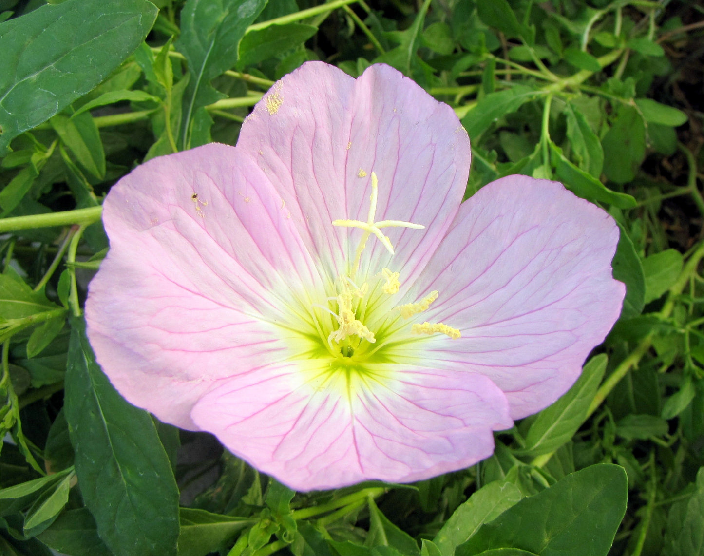 Oenothera speciosa (Mexican or Showy Evening Primrose)Flower Seeds for Planting Flower seeds for Planting Bright Blooms Heirloom GMO flower your garden