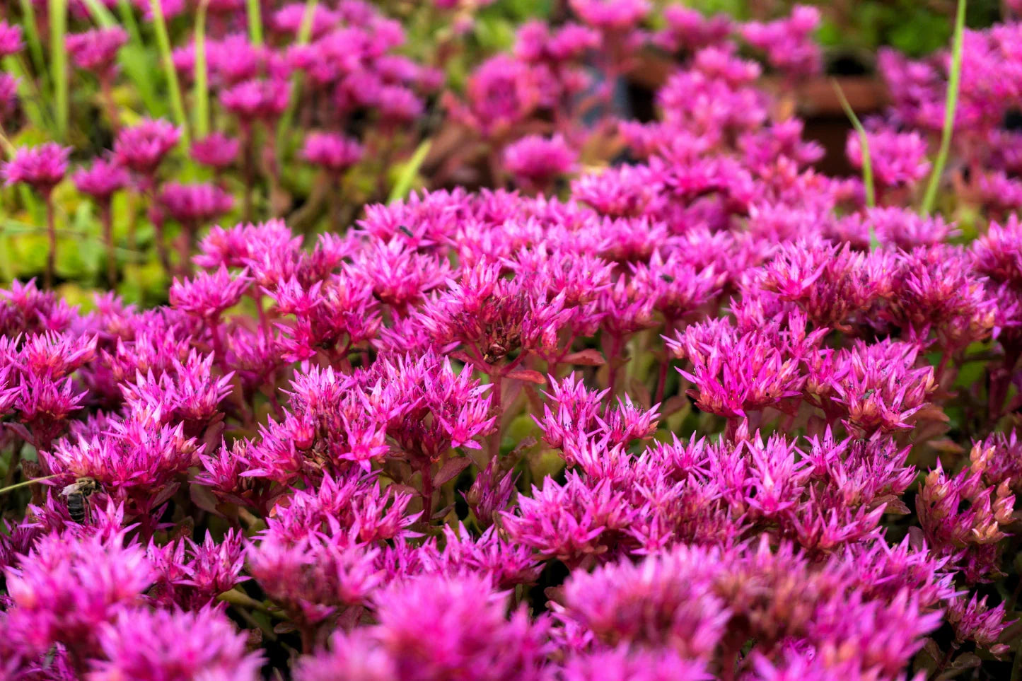 Premium Purple Spurium Coccineum Flower seeds for Planting Vibrant Colors, Heirloom & GMO Free Seeds for Home Garden seeds