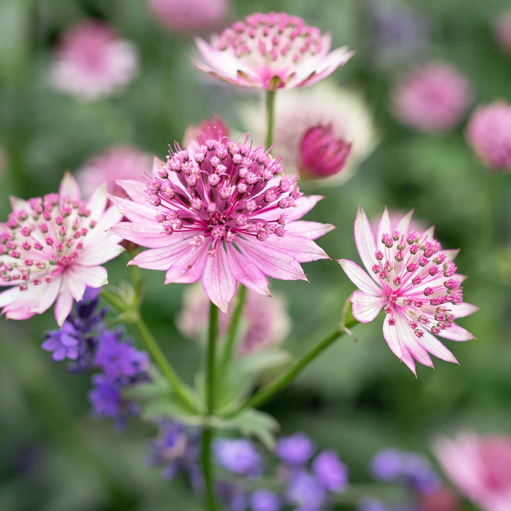 White Pink Astrantia Flower seeds for Planting Cut Flower Favorite, Heirloom & GMO Free Seeds for Home Garden seeds for planting