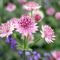 White Pink Astrantia Flower seeds for Planting Cut Flower Favorite, Heirloom & GMO Free Seeds for Home Garden seeds for planting