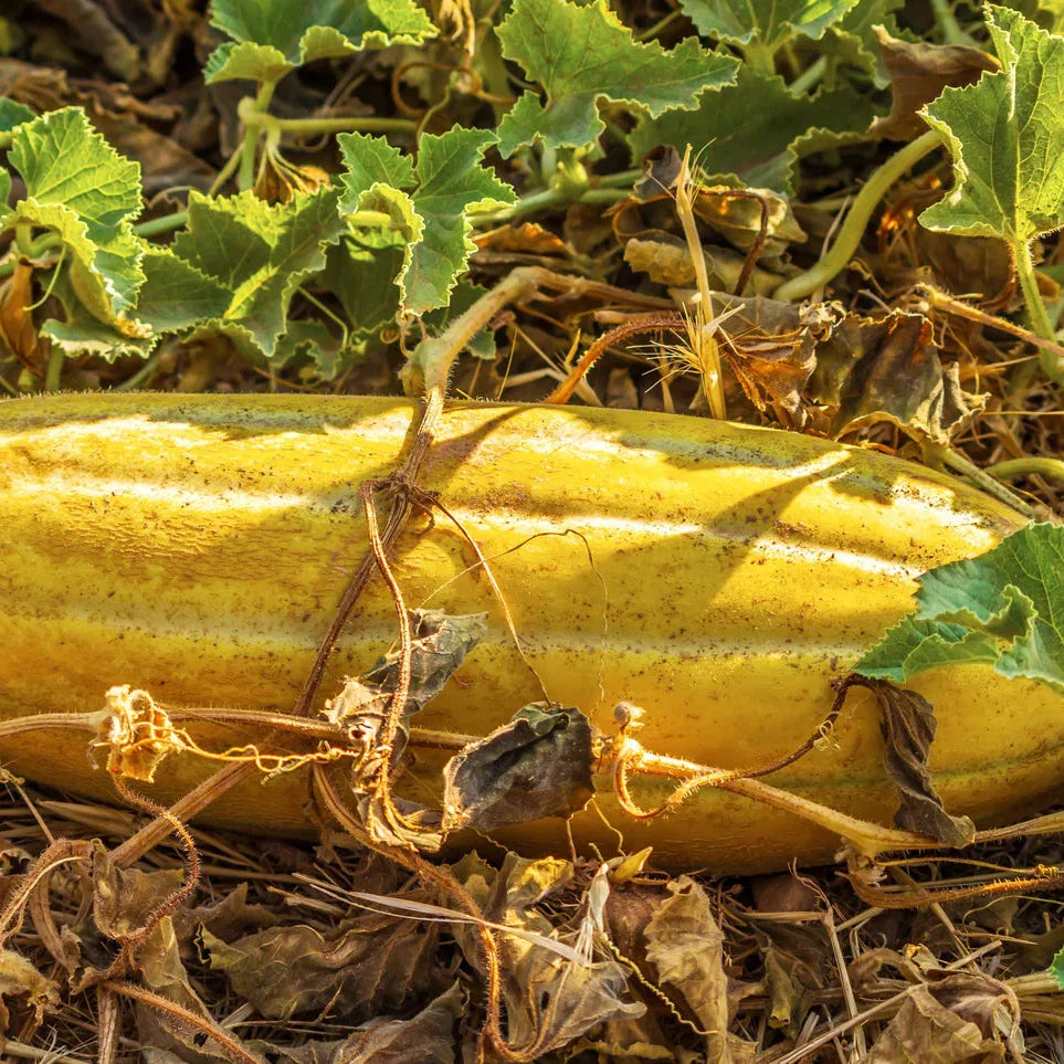Banana Melon (Cucumis melo) Fruit Seeds