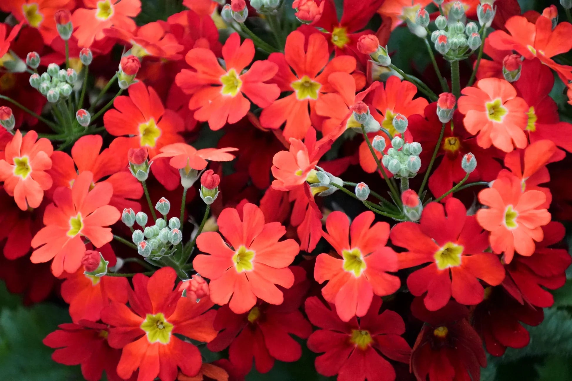 Premium Primula Malacoides Red Flower seeds for Planting Compact Growth, Heirloom & GMO Free Seeds for Home Garden seeds