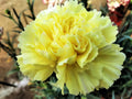 Yellow Dianthus Flower seeds for Planting Wildflower Mix, Heirloom & GMO Free Seeds for Home Garden seeds for planting