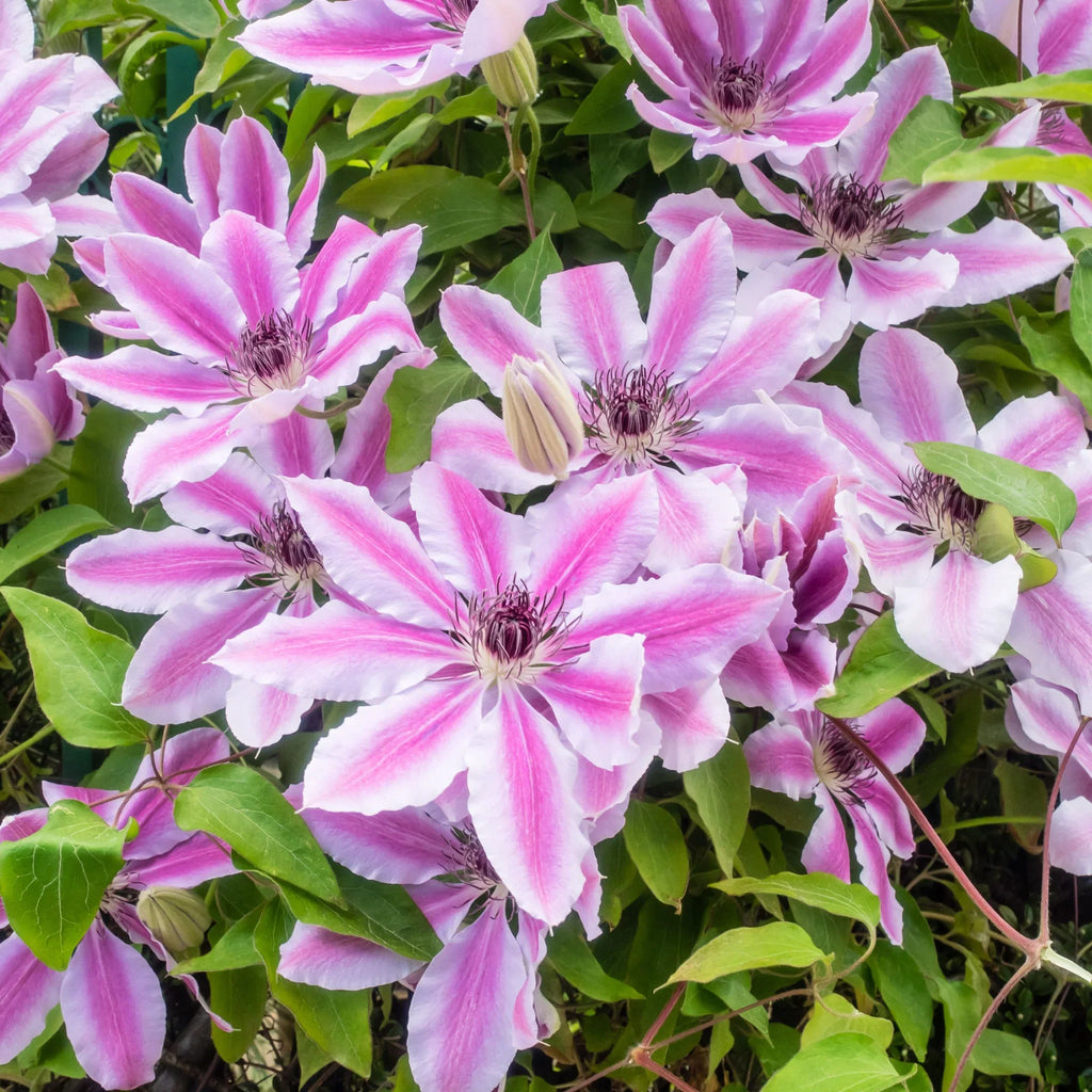 High quality Pink Violet Clematis Flower seeds for Planting Low Maintenance, Heirloom & GMO Free Seeds for Home Garden seeds pack