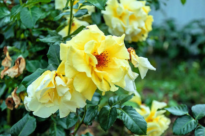 Xanthina Rose Flower seeds for Planting Wildflower Mix Heirloom & GMO Free Seeds for Home Garden