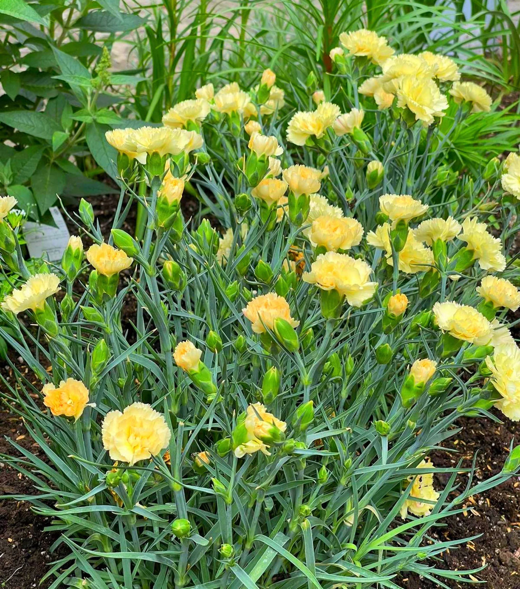 Yellow Caryophyllus Flower seeds for Planting Long Bloom Season, Heirloom & GMO Free Seeds for Home Garden vegetable and garden seeds